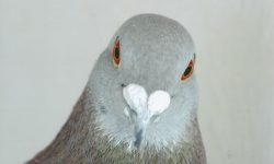 Caracteres y aptitudes de la paloma mensajera