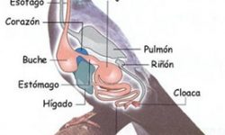Sistema digestivo de la paloma