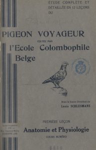 Pigeon voyageur