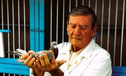 Juan Pedro Gonzalo Duboy, una estrella colombófila más, que sube al cielo