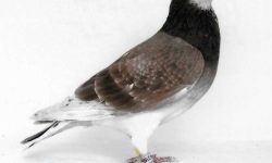 La condición física y su bienestar en la naturaleza fuerte de la paloma mensajera