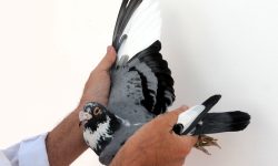 Interpretaciones que permitan tomar las más acertadas decisiones posibles en nuestra relación con las palomas mensajeras